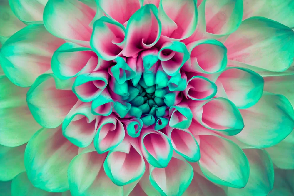 Quality Print of Dahlia flower closeup. Macro