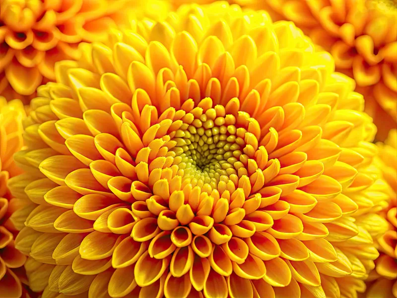 Featured image for “1200 DPI Digital Printing Upgrade”